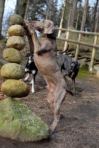 Weimaraner standing dog stones