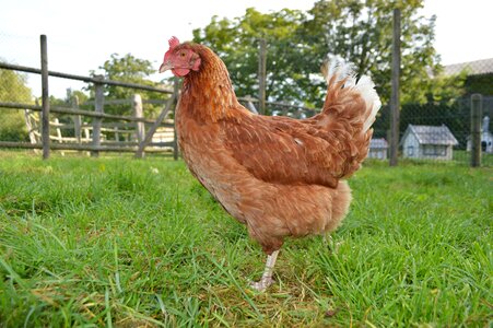 Animal agriculture hen