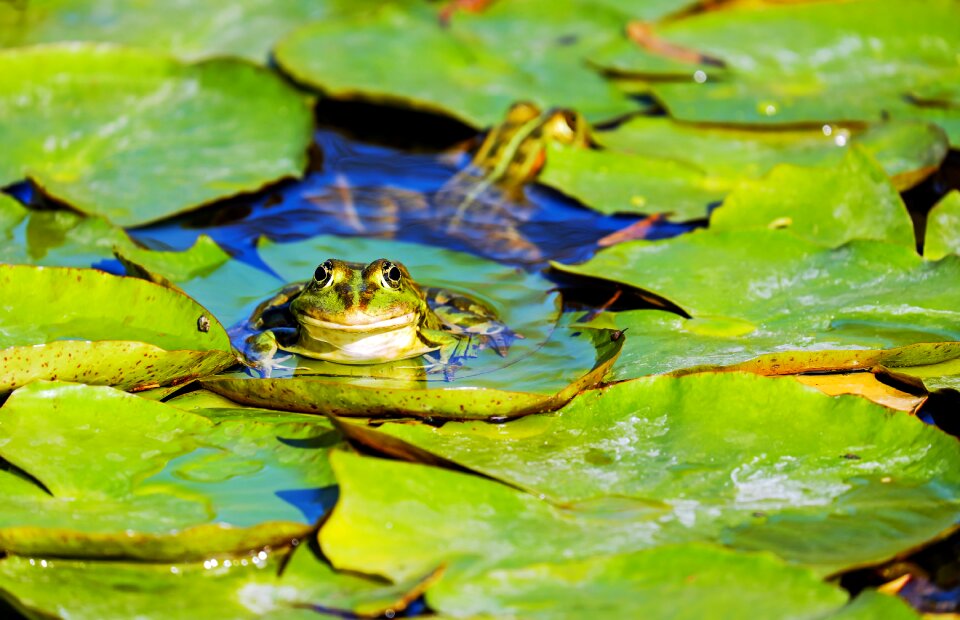 Amphibian animal green frog