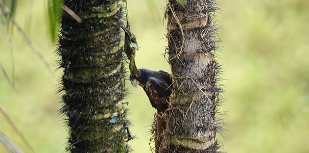 Parrot tree espinozo quindio photo