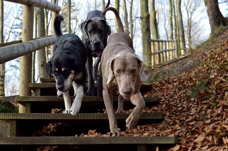 Three dogs weimaraner pack photo