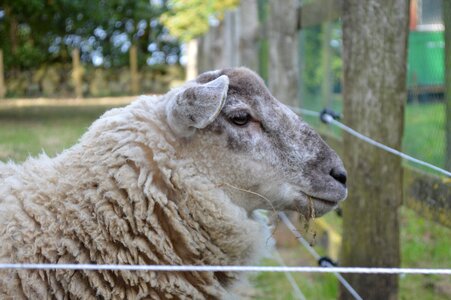 Wool animal pasture photo