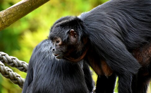 Cute animal world tierpark hellabrunn