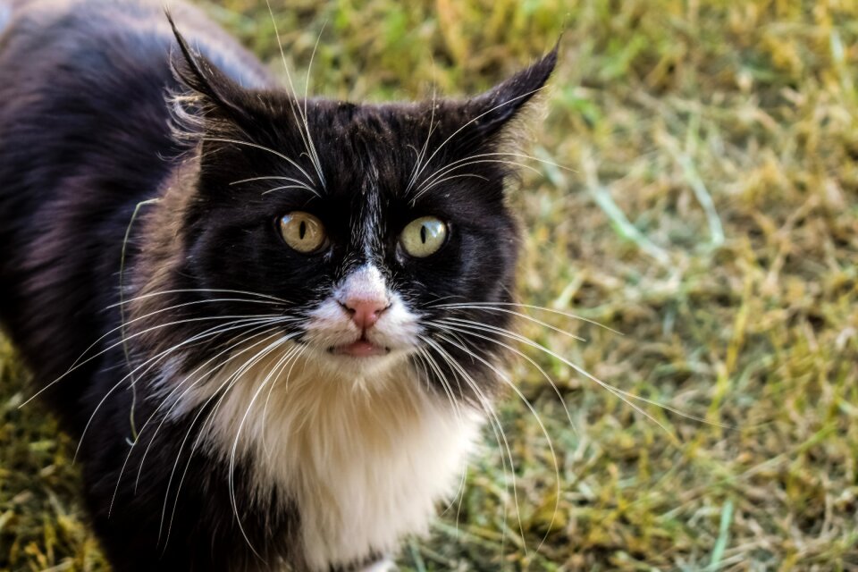 Animal mammal looking