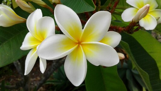 Plant nature plumeria photo