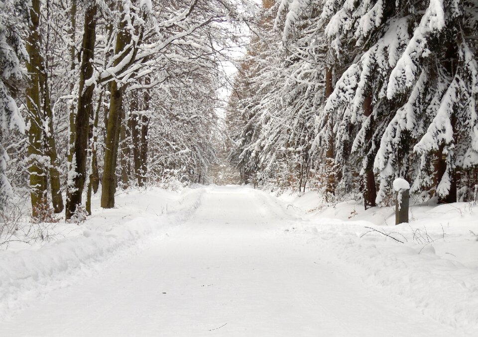 Snow landscape forests nature