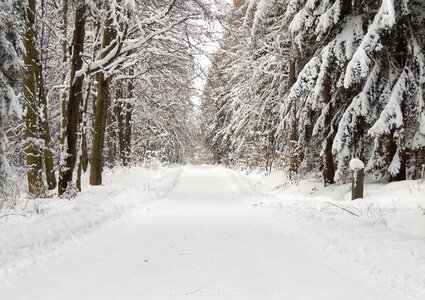 Snow landscape forests nature
