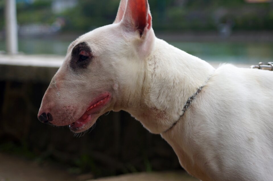 Animals puppy profile dog