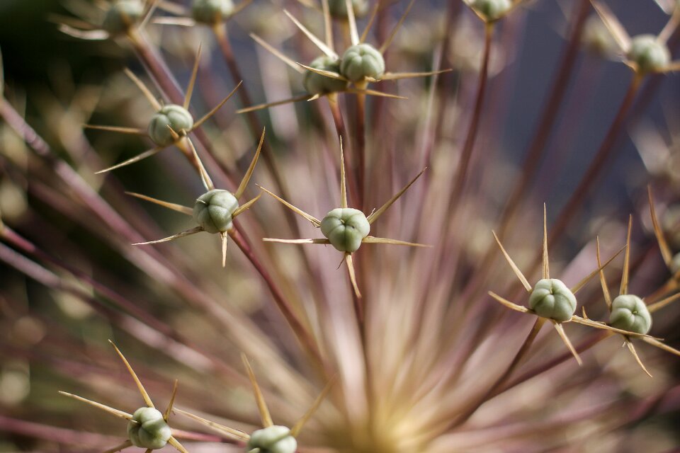 Plant thorns prickly