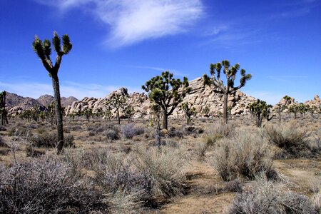 Desert tree nature photo