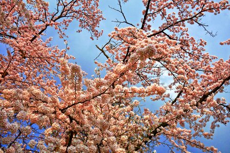 Japanese sakura flower photo