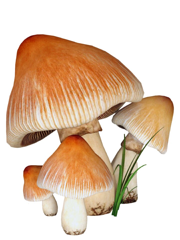 White background nature