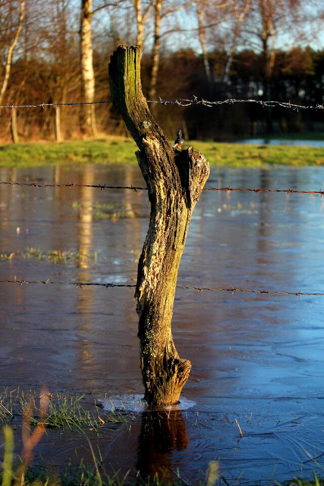 Tree river fence