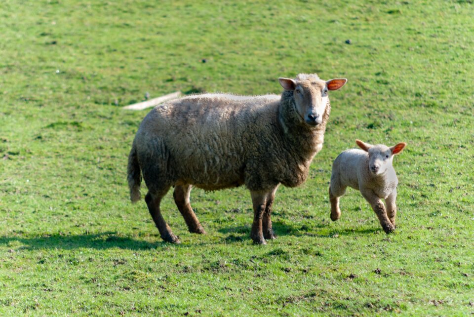 Farm field breeding