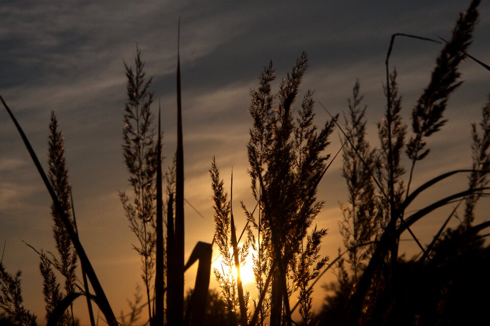 Grasses sunset abendstimmung