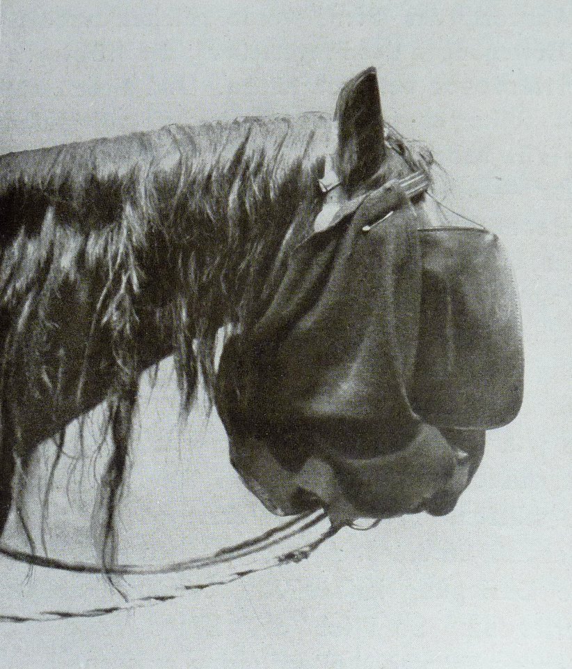 Hans mit Scheuklappe und Weichselzopf