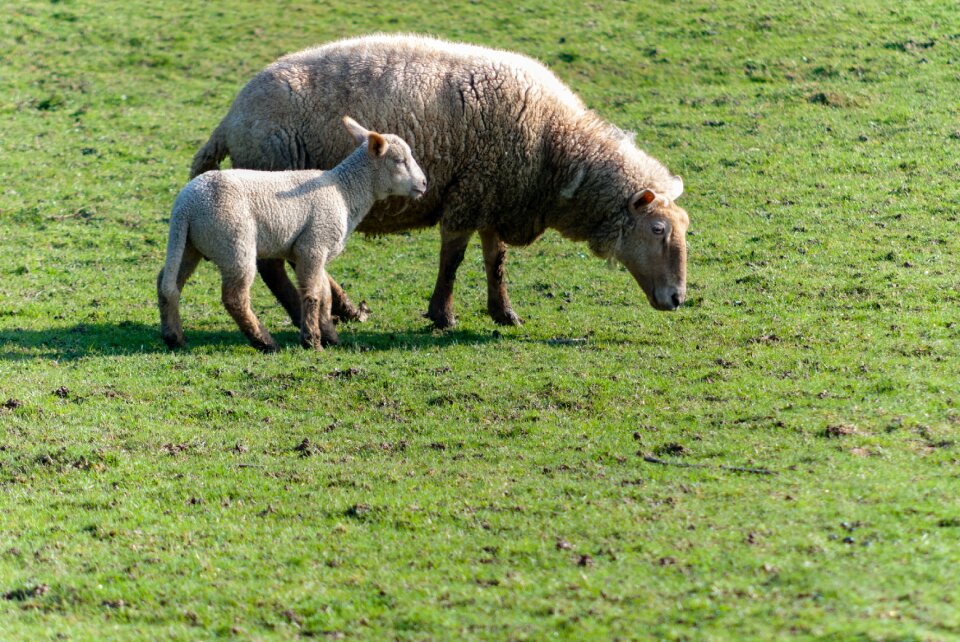 Farm field breeding photo