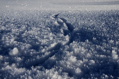Trace who winter
