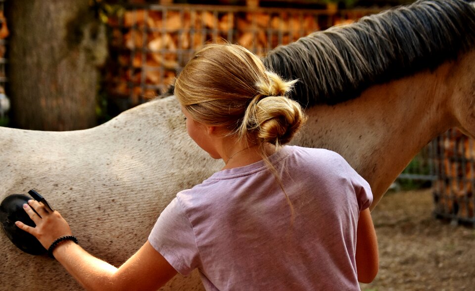 Curry horse brush clean horse
