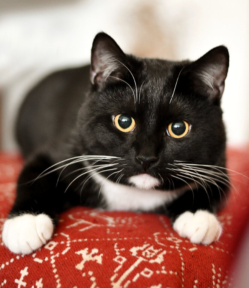 Cat pet animal welfare