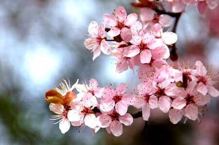 Plant spring pink flower photo