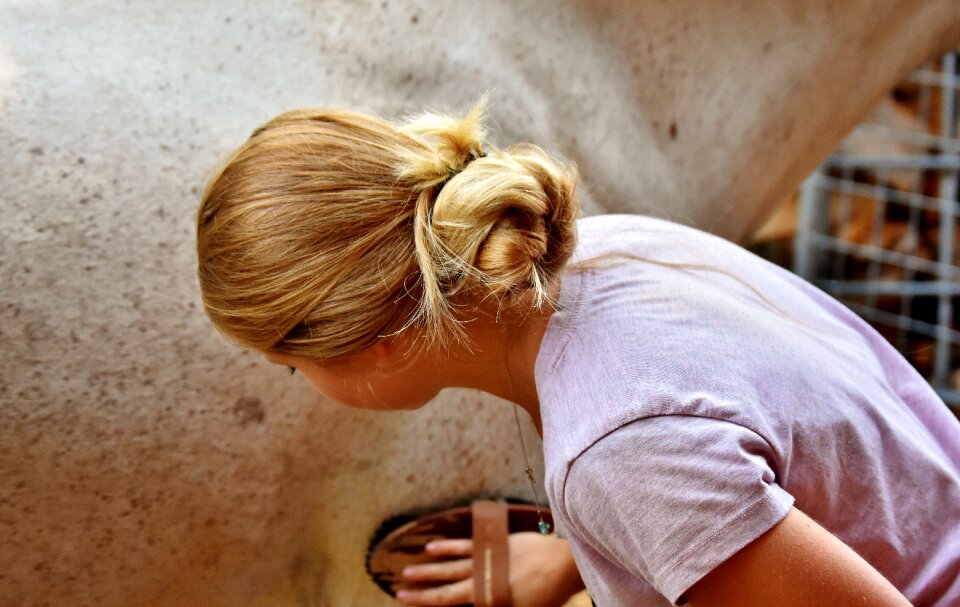 Curry horse brush clean horse