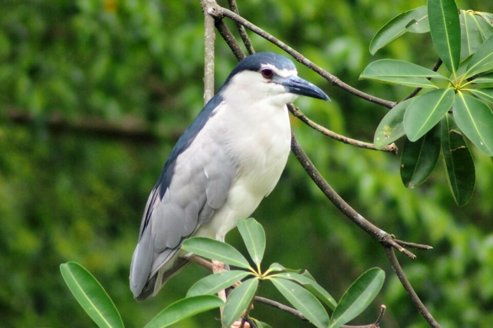 Bird wildlife outdoors