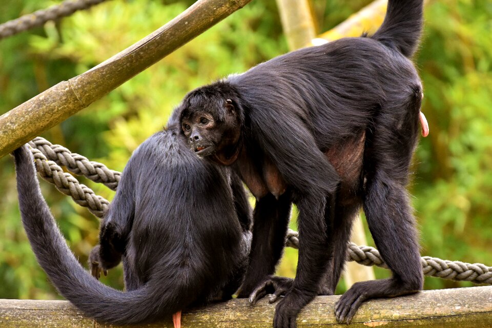 Cute animal world tierpark hellabrunn