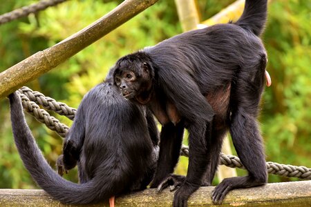 Cute animal world tierpark hellabrunn