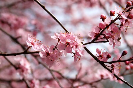 Spring blossom flowers photo