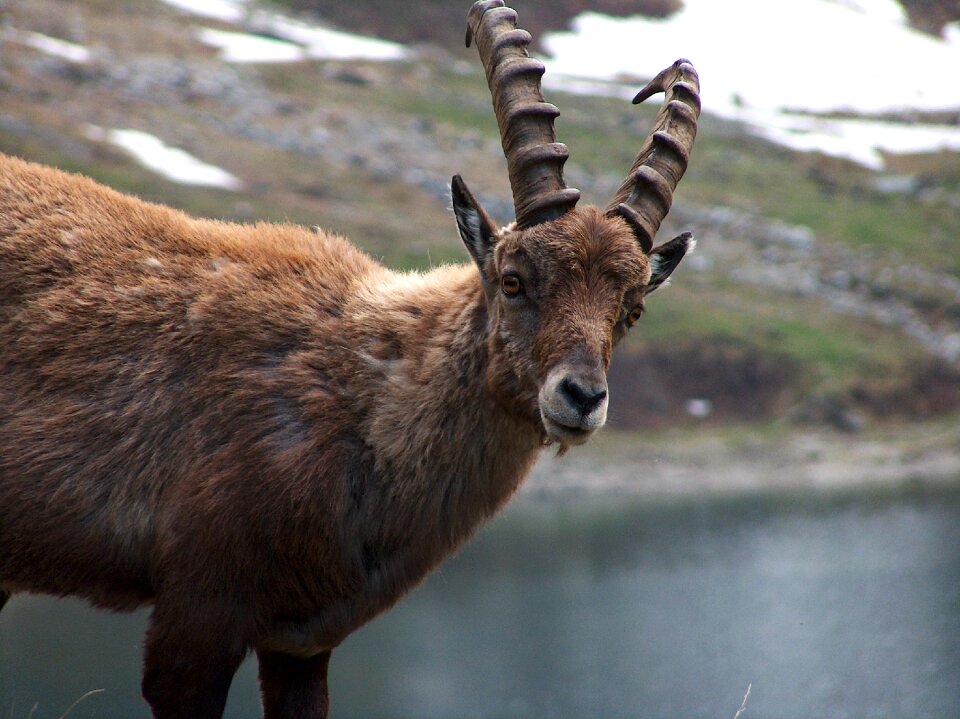 Ibex mountain lake
