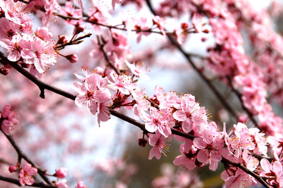 Spring blossom flowers