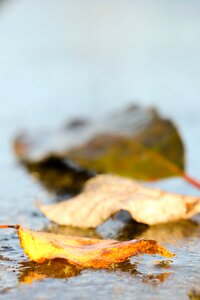 Autumn leaves autumn fall
