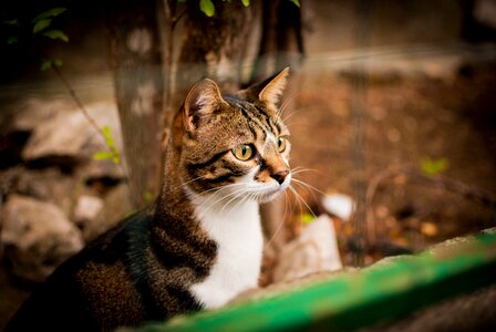 Cat staring domestic cat kitten