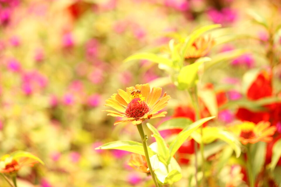 Nature colors summer