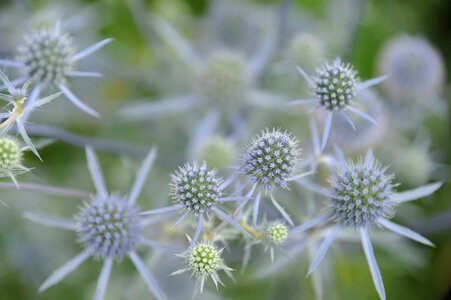 Flower thistle scratchy