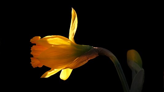 Nature yellow flower early bloomer