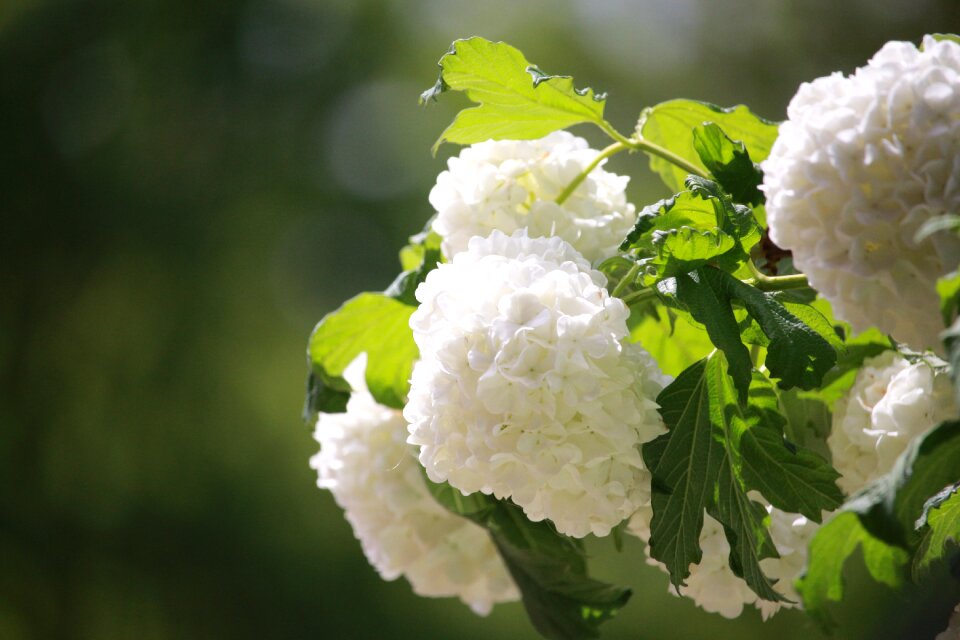 Flowers garden flower