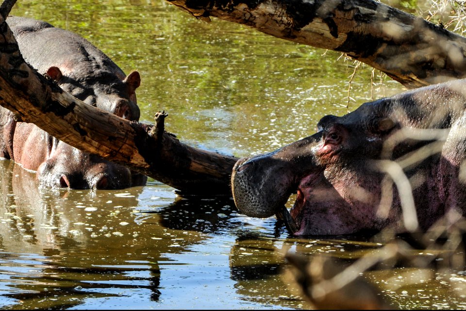 Hippopotamuses are seen in a lake at Serengeti National Park in Tanzania Nov. 13, 2013 131113-N-LE393-196