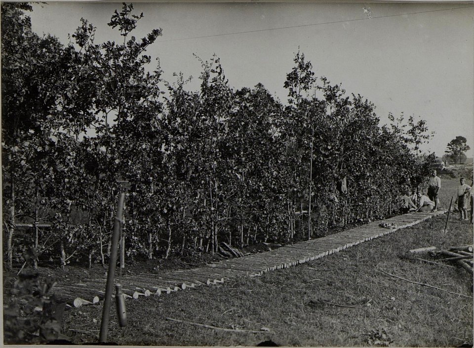 Hinter Bäumen getarnte Stellungund Prügelweg durch den Sumpf. (BildID 15445830)
