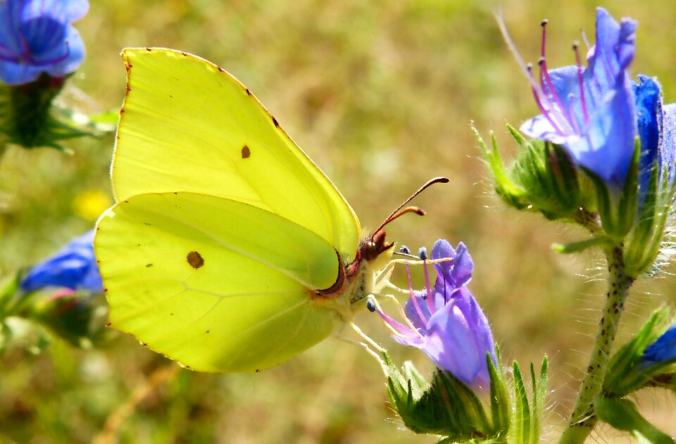 Summer at the court of butterfly day