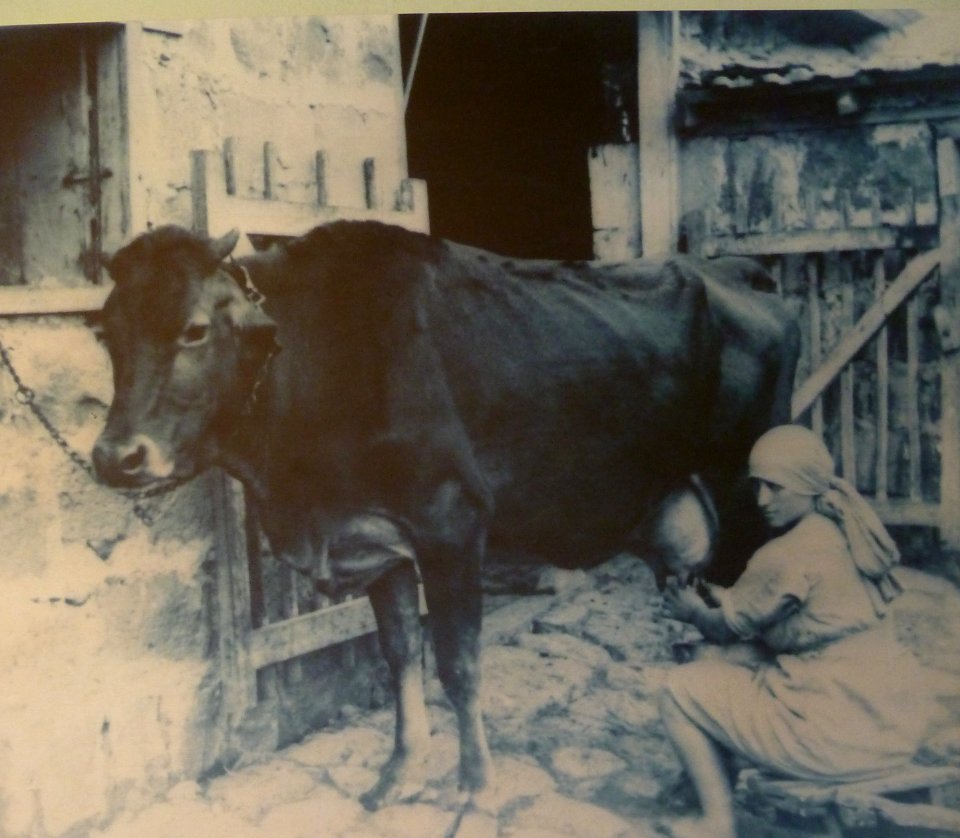 Historical images of Kinneret Farm P1180686