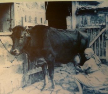Historical images of Kinneret Farm P1180686