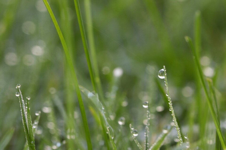 Waterdrop autumn nature