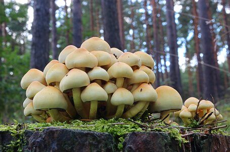 Mushrooms nature poisonous mushrooms photo