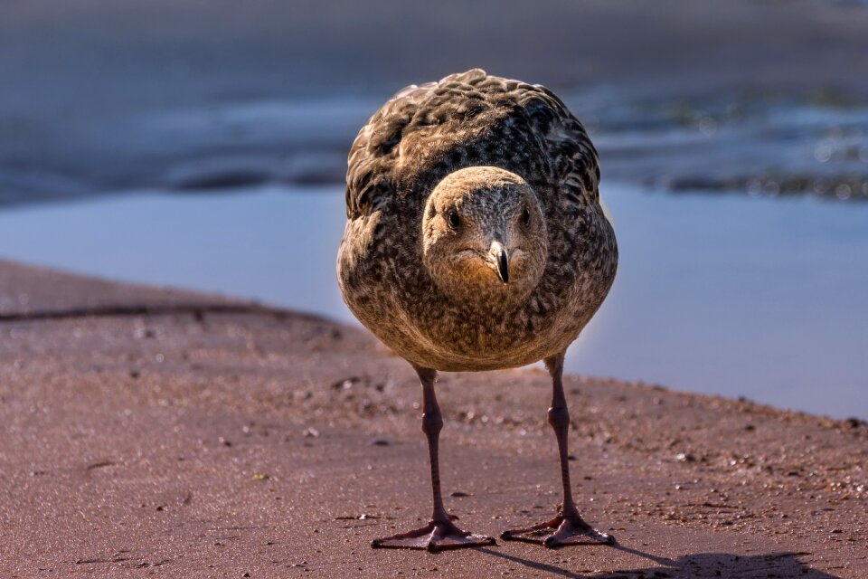 Animal outdoor seagull