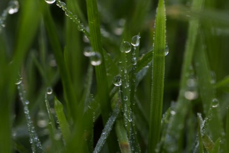 Waterdrop autumn nature
