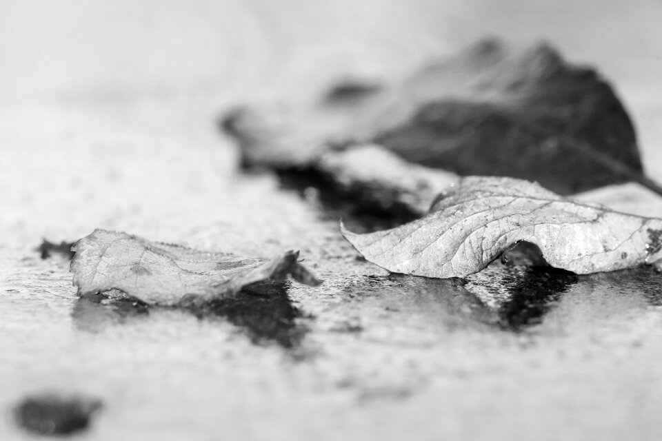 Autumn leaves fall black and white