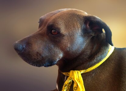 Animal a friend of man snout