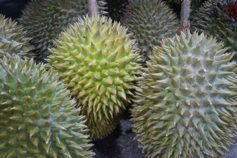 Delicious thorny fruit malaysia